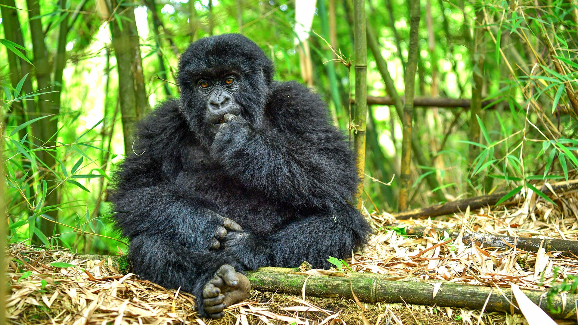 Gorilla-Trekking-in-Volcanoes-Na